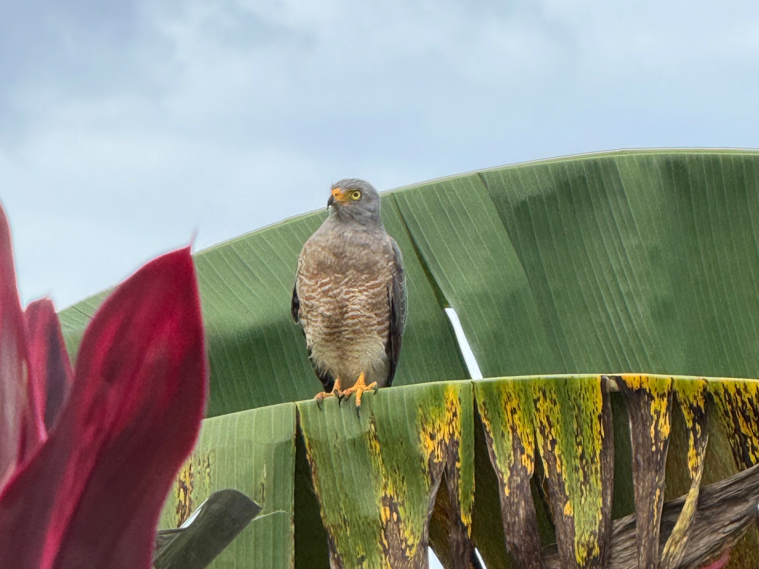 Puerto Jiménez - Fauna