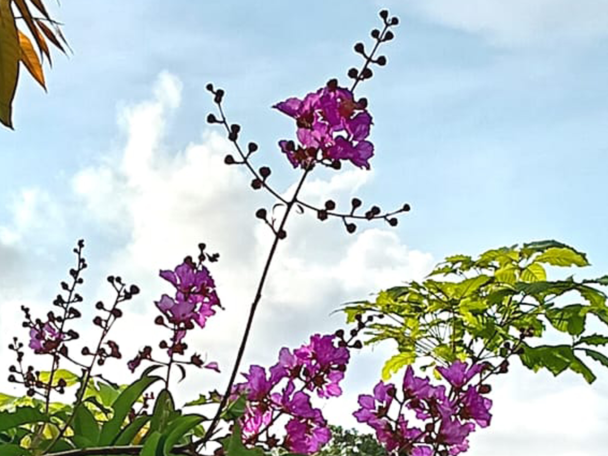 Puerto Jiménez - Flora